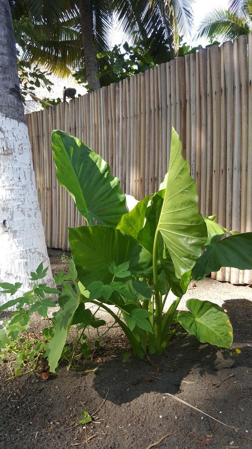 Eco-Hotel Playa Quilombo Las Lisas 外观 照片